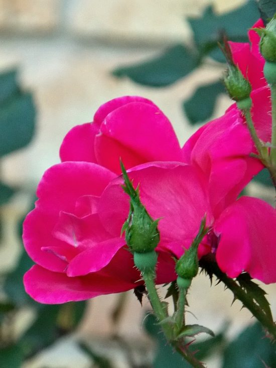 deep-pink-roses