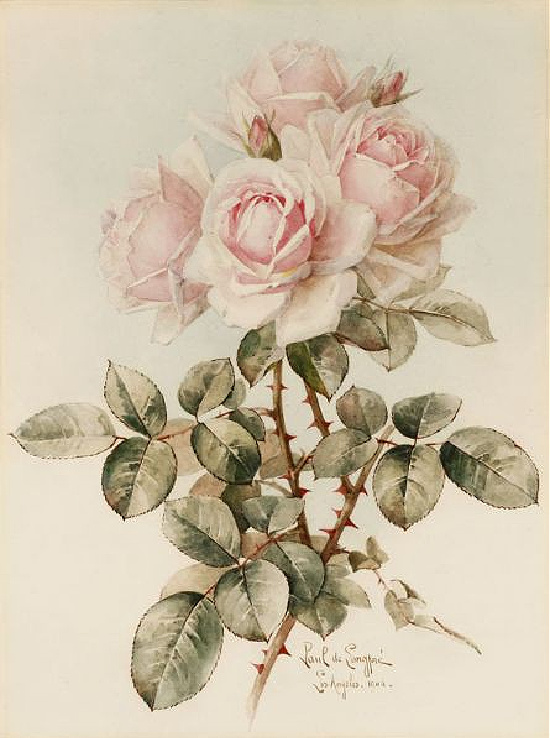 rose-bouquet-Paul