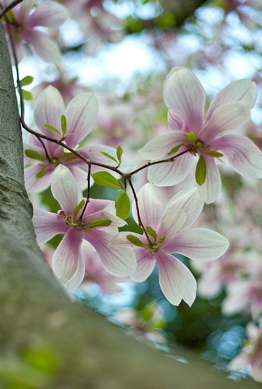 Magnolia_Tree_and_Flower