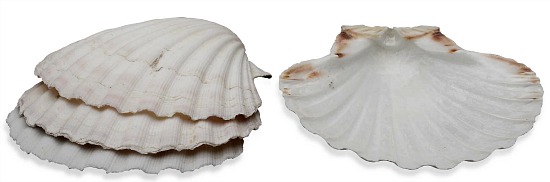 baking-shell