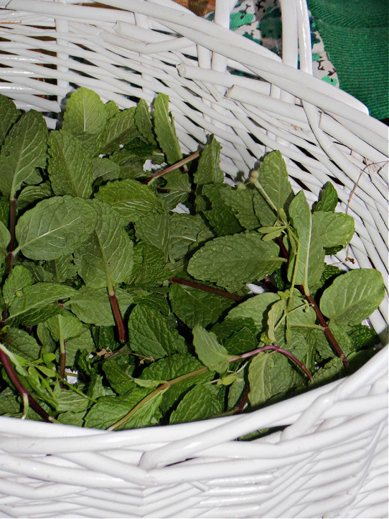 basket-of-fresh-mint