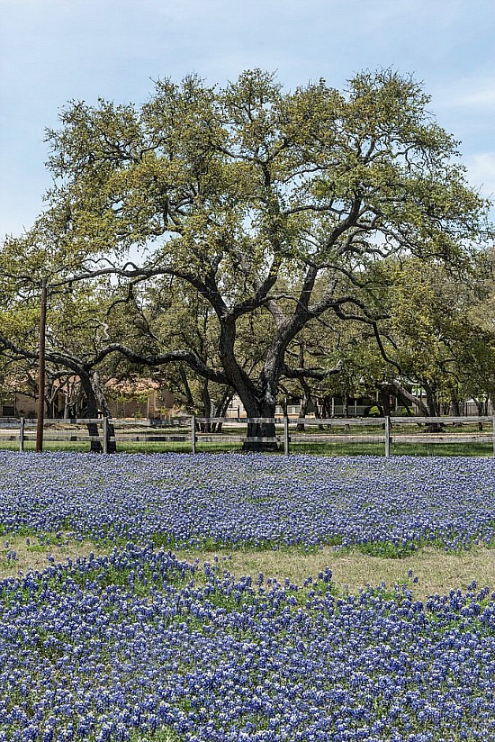 Texas-bluebonnets-in-field