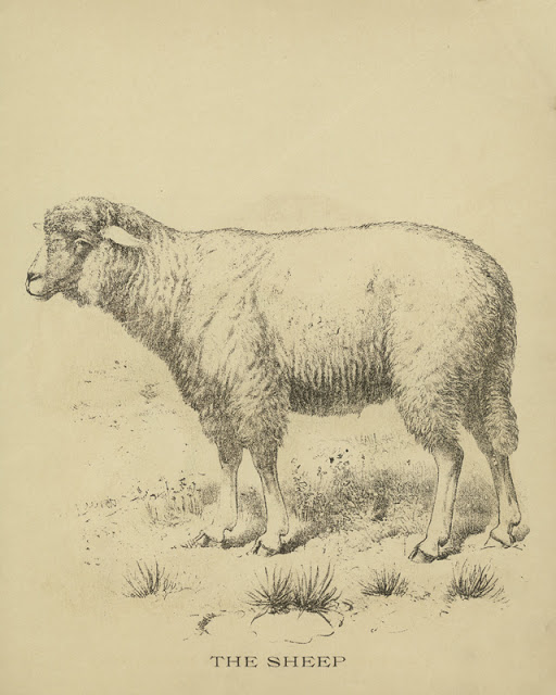 Vintage-sheep-Drawing-w