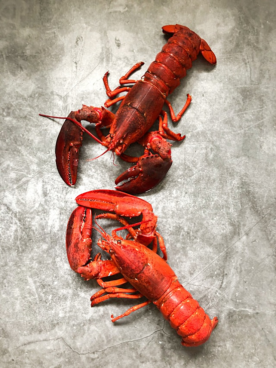 lobsters-red