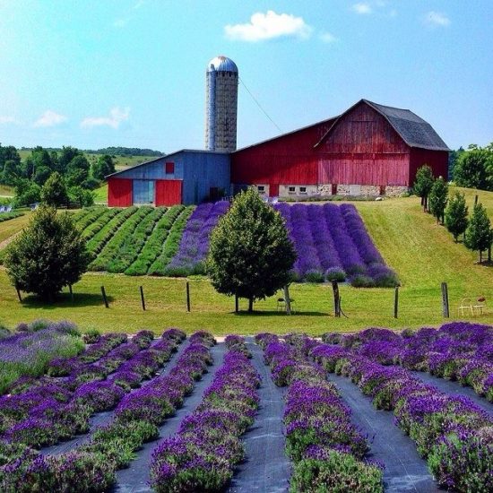 lavender hill farms