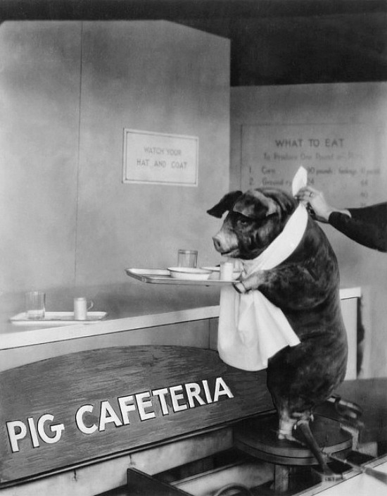 Pig Cafeteria Print
