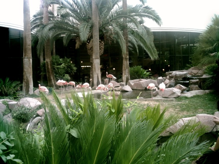 Flamingo-hotel-Vegas