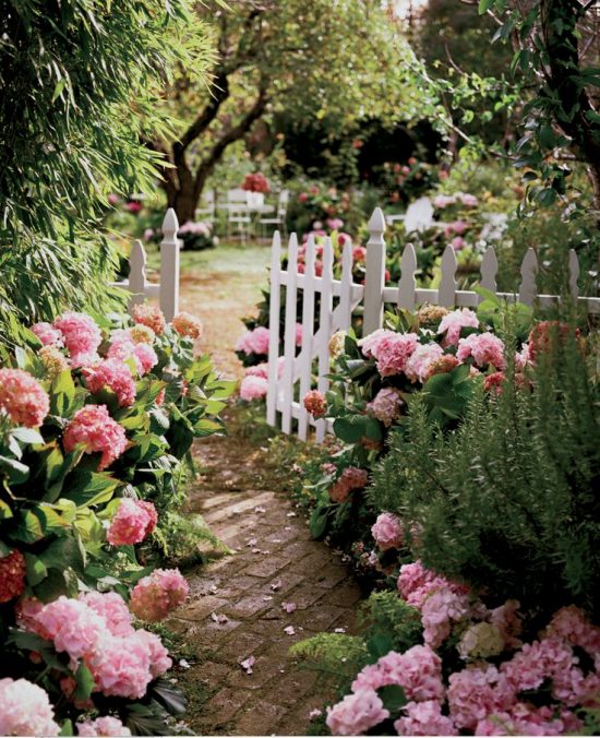 pink-hydrangeas-garden