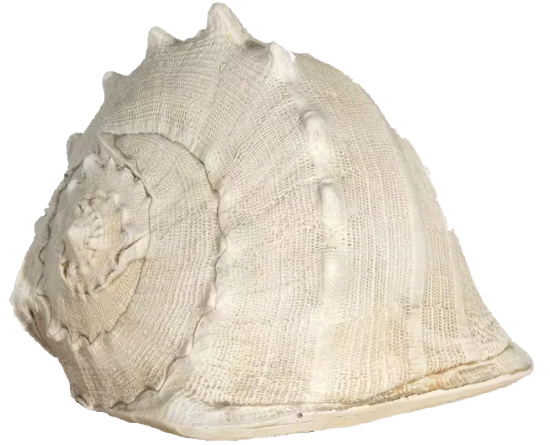 Shell Large Helmet