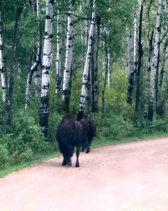 bison-Canada