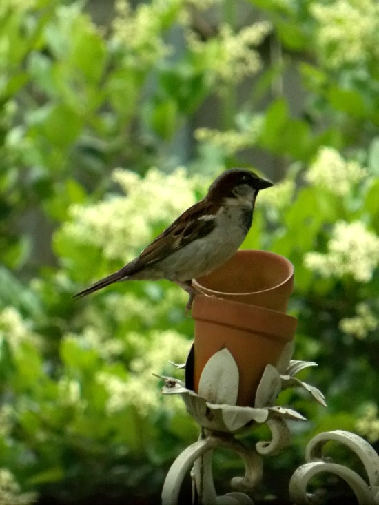 bird-on-feeder