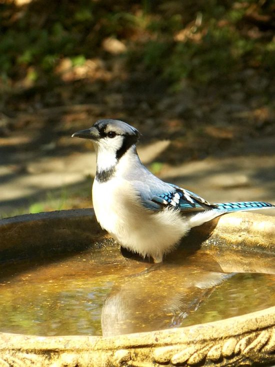 blue-jay-bird-bath