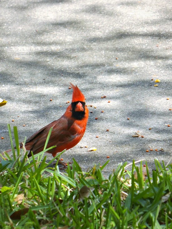 red -bird-spring