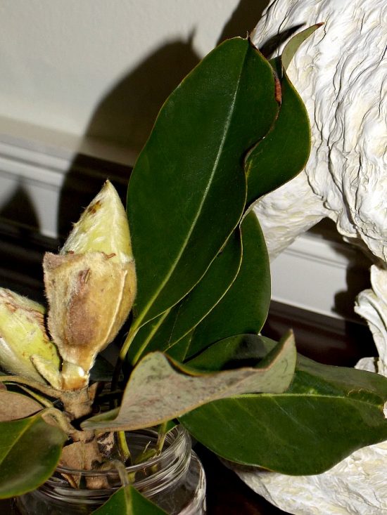 magnolia-leaves