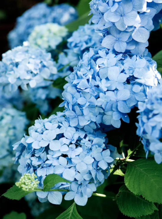 endless-summer-blue-hydrangea