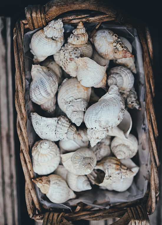 seashells-in-basket