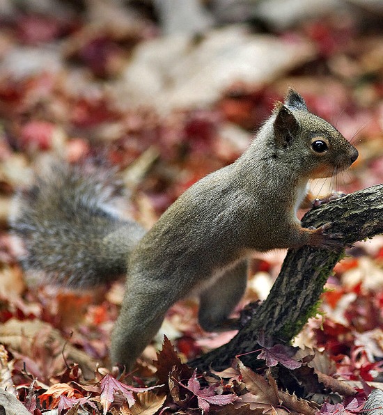 squirrel-fall-leaves