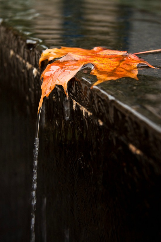 fall-leaf-rain-water