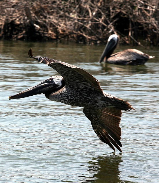 Flying_pelican_grand_bay