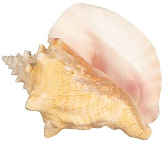 Conch shell decorative