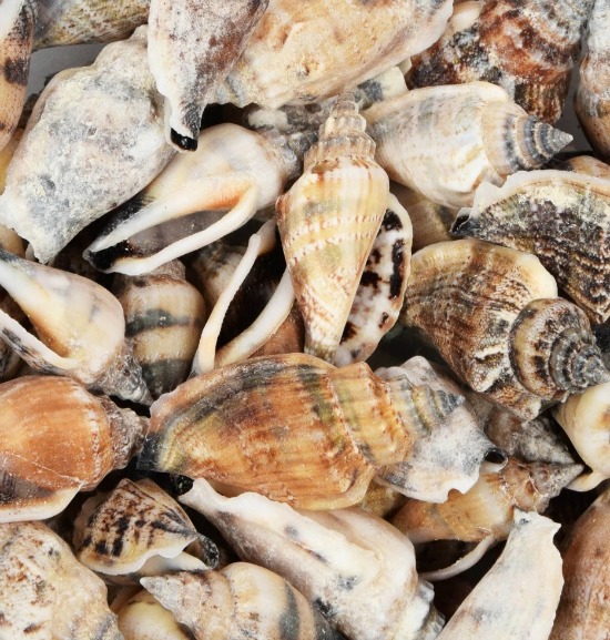 brown-shells