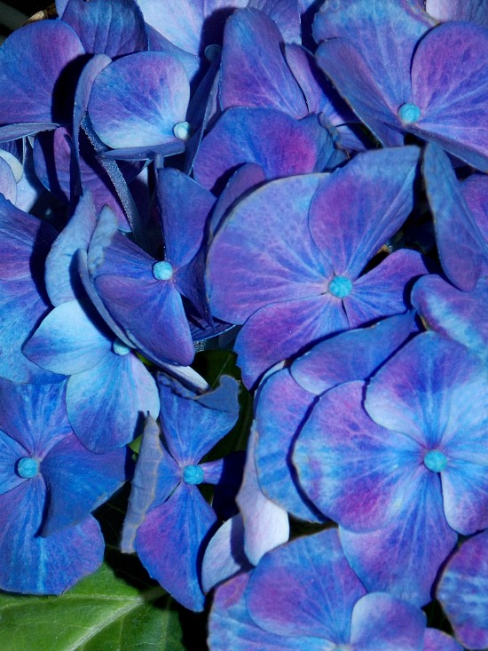 blue-purple-hydrangea