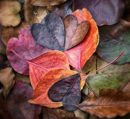 fall-leaves-colors