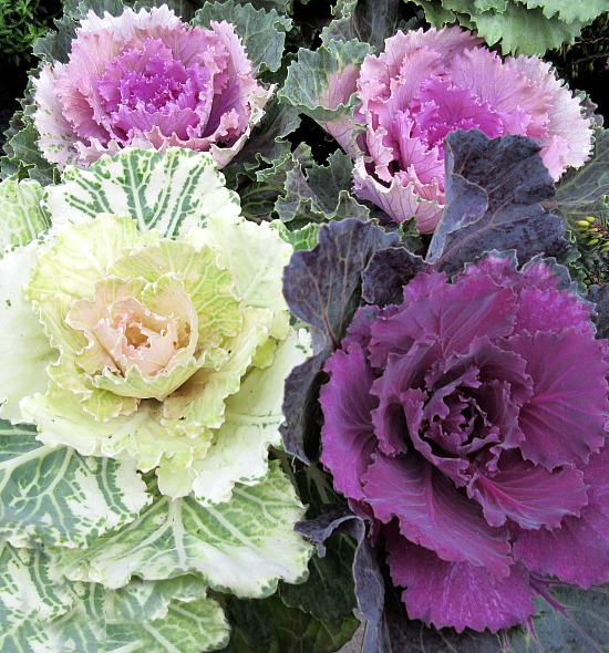 ornamental-cabbages