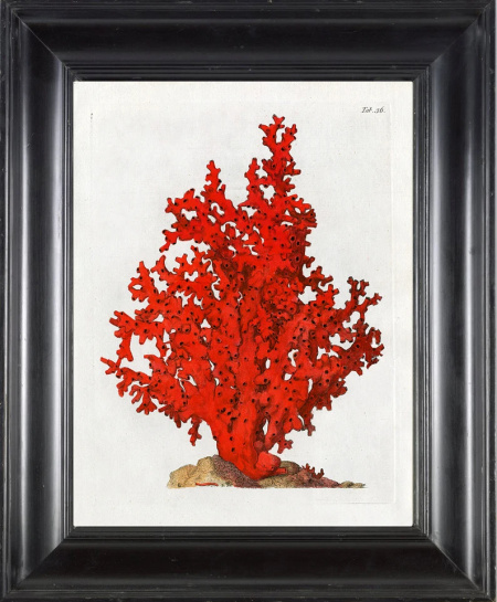 CORAL PRINT Ellis Art Print 29 Beautiful Antique Sea Ocean Red Coral Nature to Frame