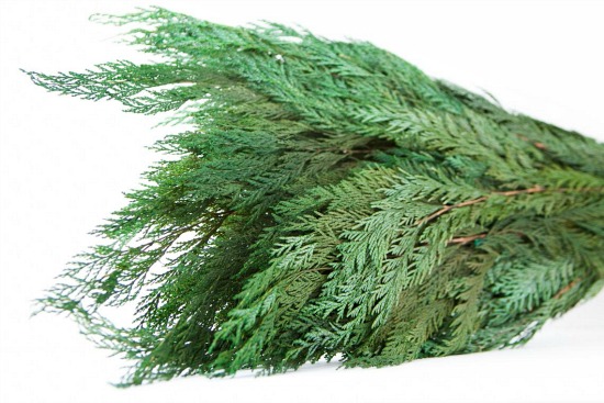 Preserved Cedar Foliage