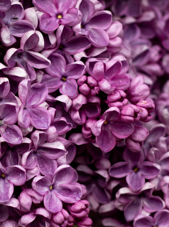 lilacs-deep-purple (1)