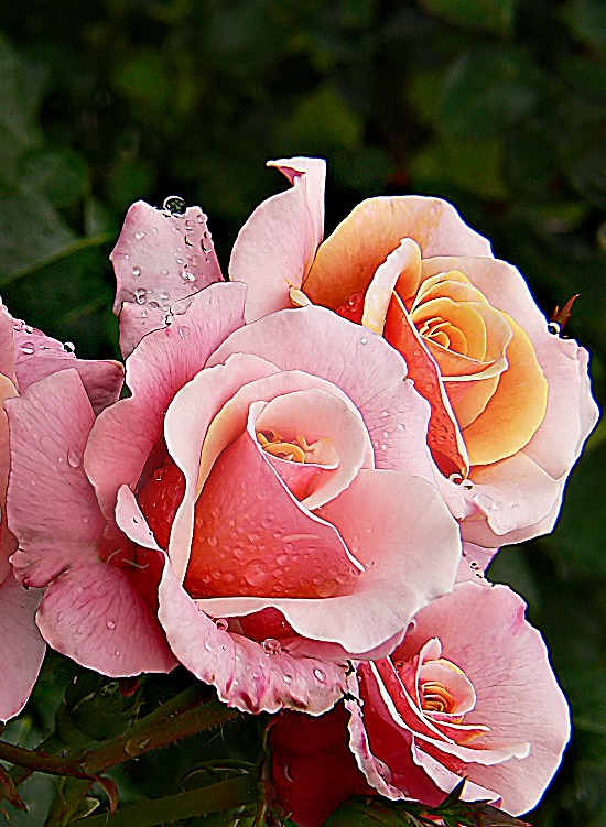 pink-yellow-roses