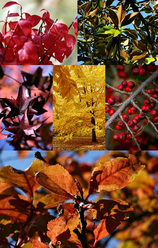 fall-leaves-arrangements