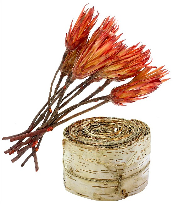 dried-protea-flowers