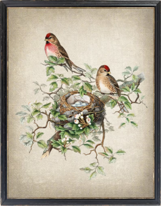 Redpoll Birds Illustration