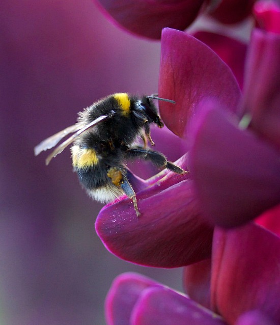 bee-on-spring-flower