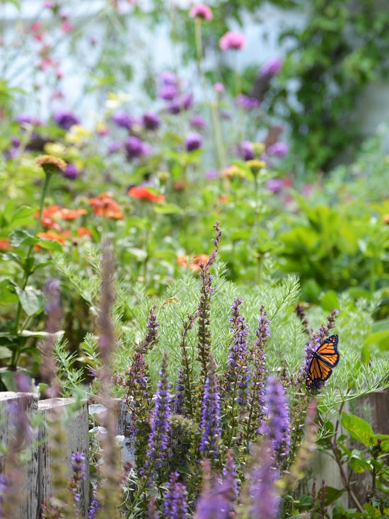 butterfly-in-flower-garden
