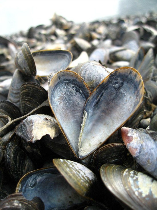 mussel love