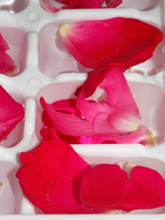 freezing-rose-petals1