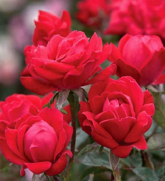 red knockout roses