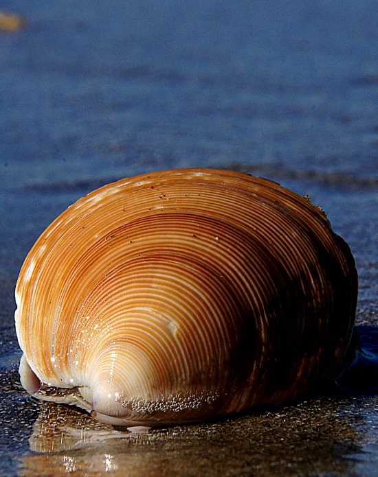 by the sea shell