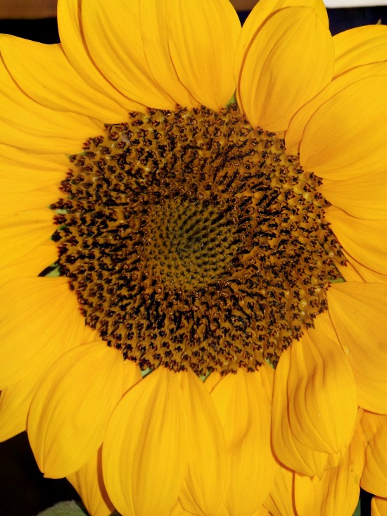 fresh sunflower 1