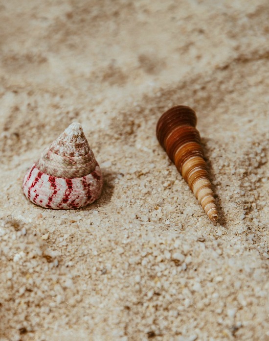 shells-on-sand