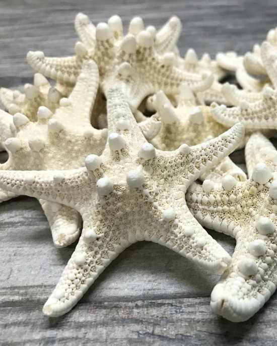 white knobby starfish