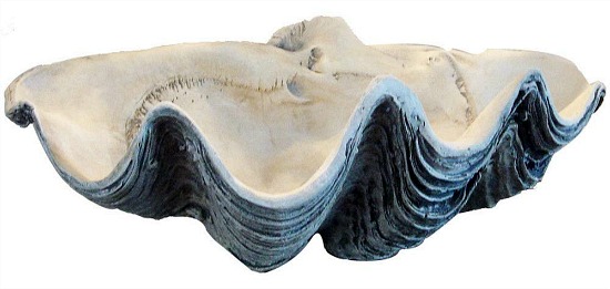 White and Gray Clam shell