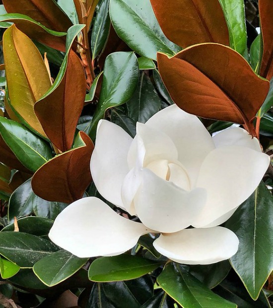 Magnolia tree flower and leaves