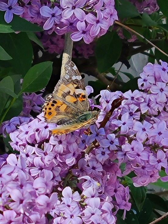 Butterfly on Lilac