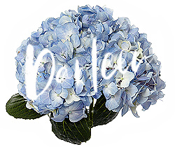 Darleen hydrangea in blue (1)