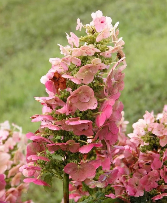 Ruby Slippers Oakleaf Hydrangea White Flowering Shrub Bare Root