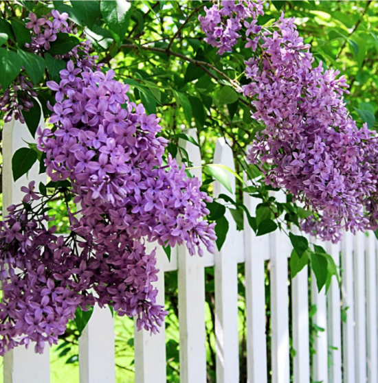 Sunday Lilac (Syringa) Live Deciduous Plant Purple Flowering Shrub